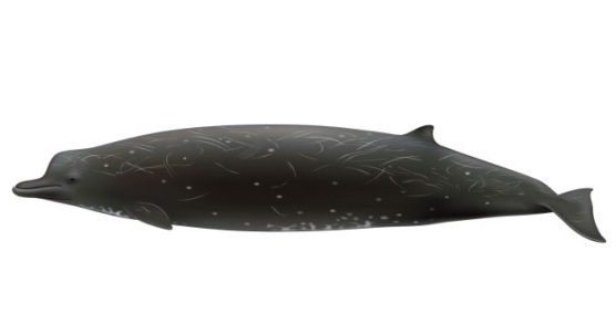 ballena oceano